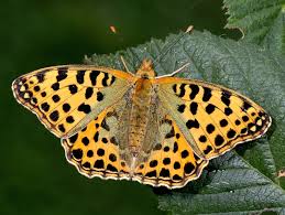 Attēlu rezultāti vaicājumam “Issoria lathonia”