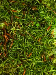 Attēlu rezultāti vaicājumam “Bryoerythrophyllum recurvirostrum sporophyte”