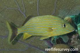 Image result for Haemulon carbonarium