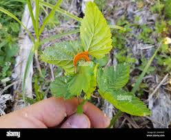 Attēlu rezultāti vaicājumam “Triphragmium ulmariae”