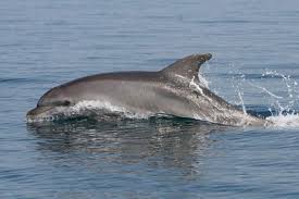 Image result for Tursiops truncatus