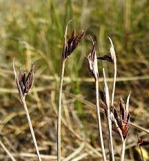 Attēlu rezultāti vaicājumam “Schoenus ferrugineus”
