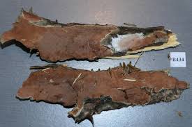 Attēlu rezultāti vaicājumam “Junghuhnia collabens”