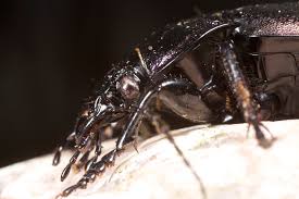 Attēlu rezultāti vaicājumam “Pterostichus melanarius”