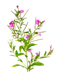 Attēlu rezultāti vaicājumam “Epilobium hirsutum”