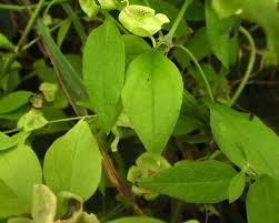 Attēlu rezultāti vaicājumam “Oenothera rubricauli leaf”