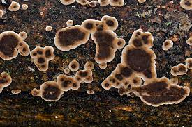 Attēlu rezultāti vaicājumam “Hymenochaete tabacina”