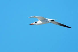 Attēlu rezultāti vaicājumam “Hydroprogne caspia”