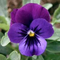 Image result for Viola x wittrockiana `Hiemalis`