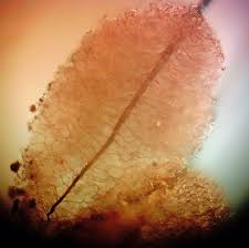 Attēlu rezultāti vaicājumam “Comatricha tenerrima macro”