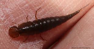 Attēlu rezultāti vaicājumam “Dytiscidae”