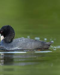 Attēlu rezultāti vaicājumam “Fulica atra eggs”