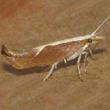 Attēlu rezultāti vaicājumam “Ypsolopha dentella”