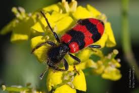 Attēlu rezultāti vaicājumam “Trichodes apiarius”