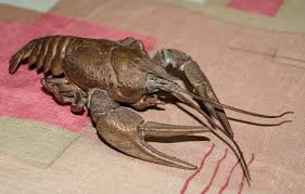 images?q=tbn:ANd9GcQJxO61C9vx97hlF0Y2cYhfJJtmeeuQcjHDgi2RTCIN8KMLMn73