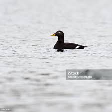 Attēlu rezultāti vaicājumam “Melanitta fusca male”