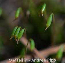 Attēlu rezultāti vaicājumam “Timmia megapolitana”