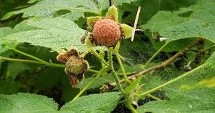 Attēlu rezultāti vaicājumam “Rubus parviflorus”