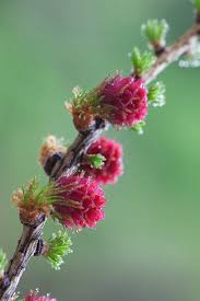 Attēlu rezultāti vaicājumam “Larix decidua flower”