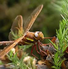 Attēlu rezultāti vaicājumam “Aeshna grandis”