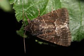 Attēlu rezultāti vaicājumam “Thalpophila matura”