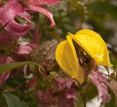 Attēlu rezultāti vaicājumam “Anthyllis maritima leaf”