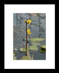 Attēlu rezultāti vaicājumam “Utricularia vulgaris flower”