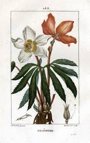 Image result for Christrose