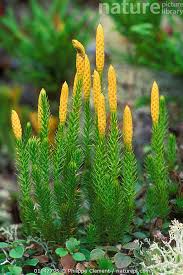 Attēlu rezultāti vaicājumam “Lycopodium annotinum”