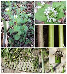 Image result for Alliaria petiolata