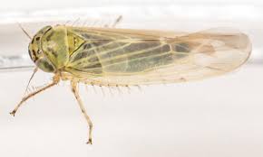 Attēlu rezultāti vaicājumam “Macrosteles sp. imago”