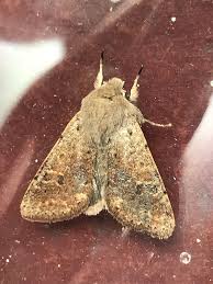 Attēlu rezultāti vaicājumam “Orthosia cruda”