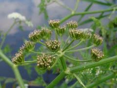 Attēlu rezultāti vaicājumam “Oenanthe aquatica fruit”