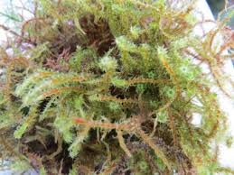 Attēlu rezultāti vaicājumam “Rhytidiadelphus squarrosus”