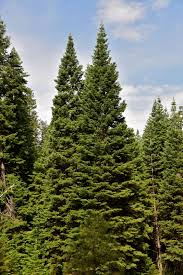 Attēlu rezultāti vaicājumam “Abies”