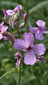 Attēlu rezultāti vaicājumam “Hesperis matronalis”