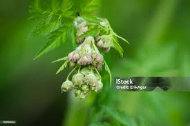 Attēlu rezultāti vaicājumam “Anthriscus sylvestris bud”