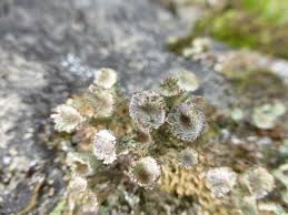 Attēlu rezultāti vaicājumam “Cladonia pyxidata”