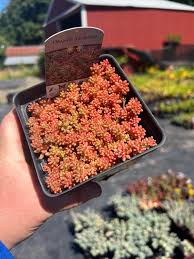 Image result for Sedum album `Coral Carpet`