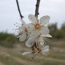 Attēlu rezultāti vaicājumam “Prunus (plum-tree) flower”