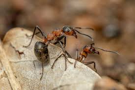 Attēlu rezultāti vaicājumam “Formica rufa”