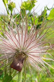 Attēlu rezultāti vaicājumam “Pulsatilla pratensis bud”