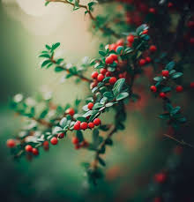 Attēlu rezultāti vaicājumam “Cotoneaster divaricatus fruit”