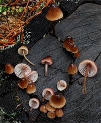 Attēlu rezultāti vaicājumam “Mycena purpureofusca”