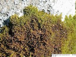 Attēlu rezultāti vaicājumam “Pseudoleskeella nervosa”