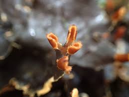 Attēlu rezultāti vaicājumam “Peltigera polydactylon”