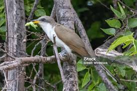 Image result for Coccyzus americanus