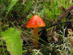 Attēlu rezultāti vaicājumam “Hygrocybe acutoconica”