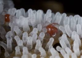 Attēlu rezultāti vaicājumam “Hemitrichia sordivesiculosa macro”