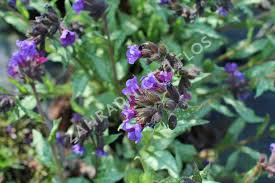Image result for Pulmonaria Silverado